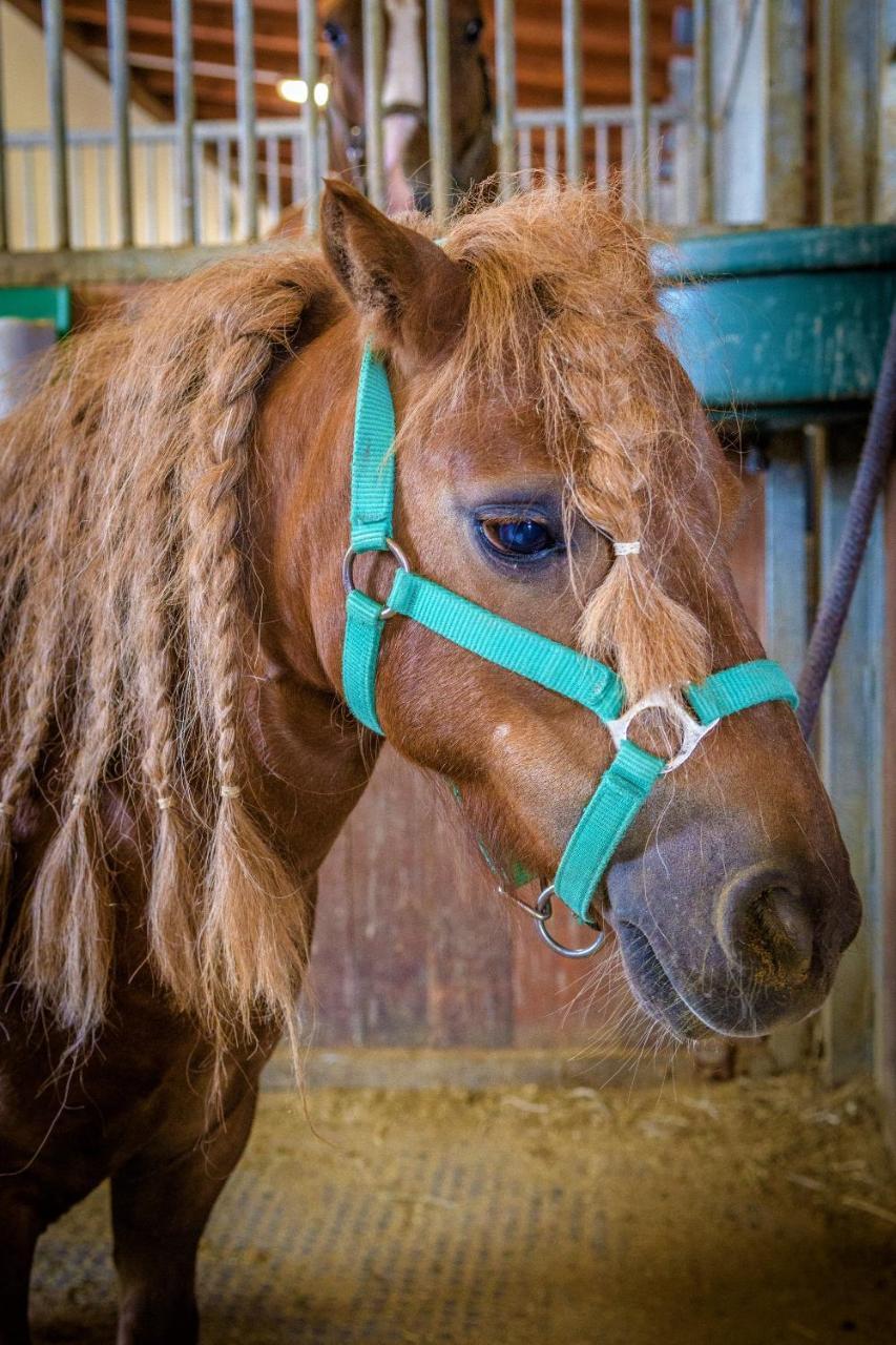 Hotel Horse Riding - Jezdecky Areal Тршице Экстерьер фото
